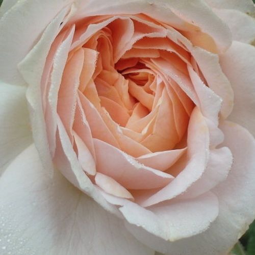 Rosa Garden of Roses® - trandafir cu parfum discret - Trandafir copac cu trunchi înalt - cu flori tip trandafiri englezești - roz - Tim Hermann Kordes - coroană tufiș - ,-